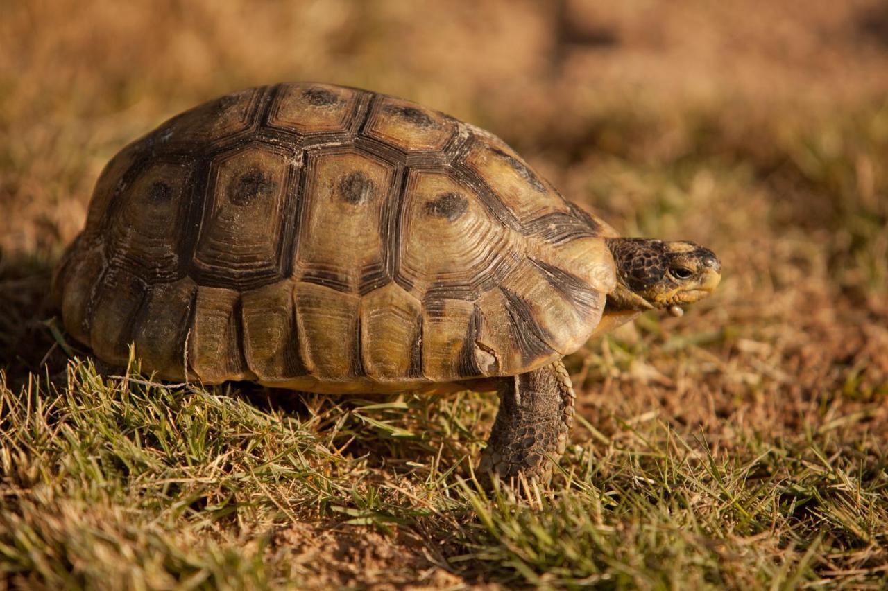 Tortoise Trail Lodge Langebaan Eksteriør billede