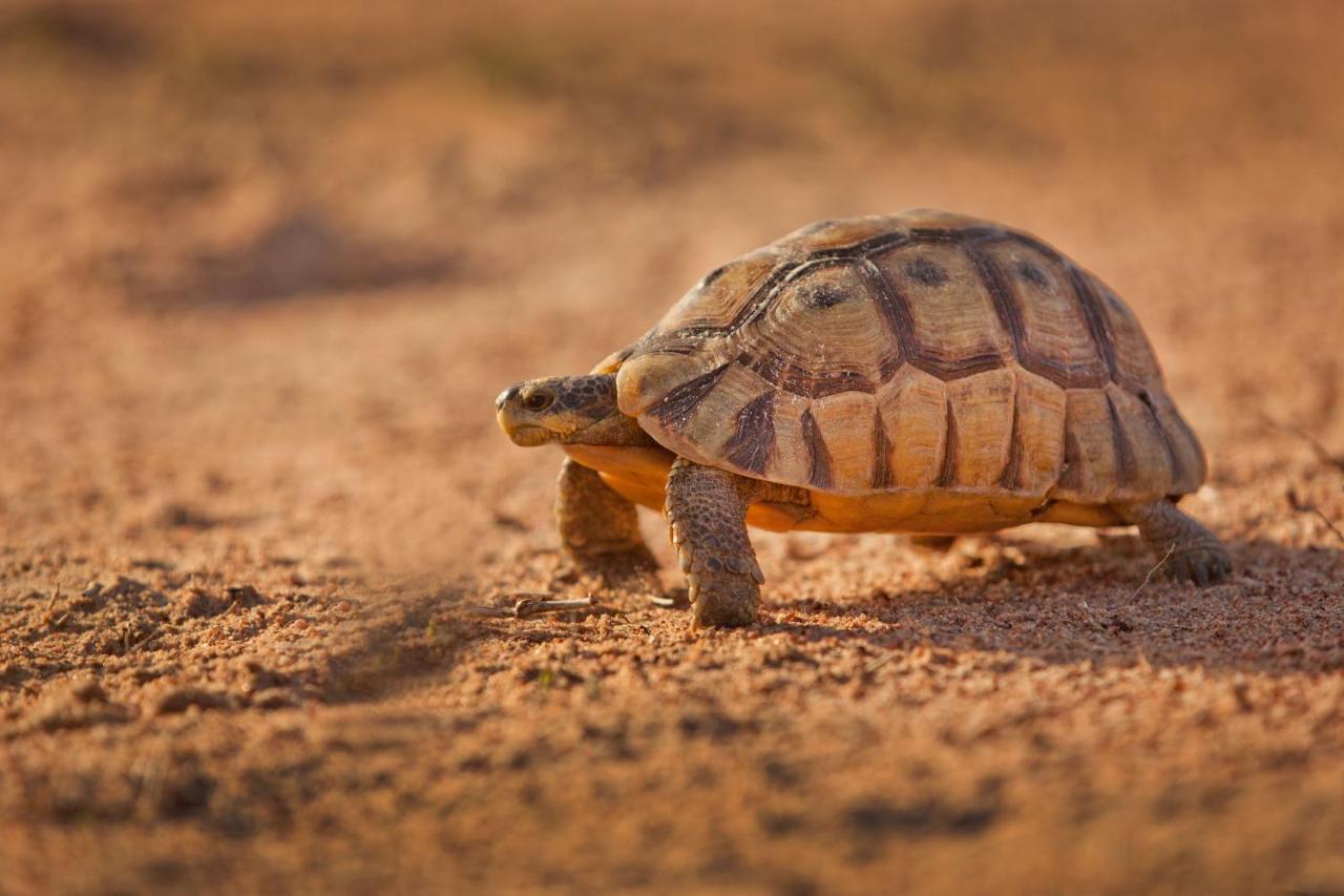 Tortoise Trail Lodge Langebaan Eksteriør billede