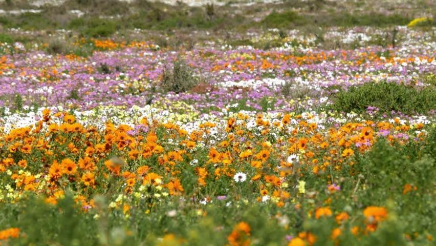 Tortoise Trail Lodge Langebaan Eksteriør billede