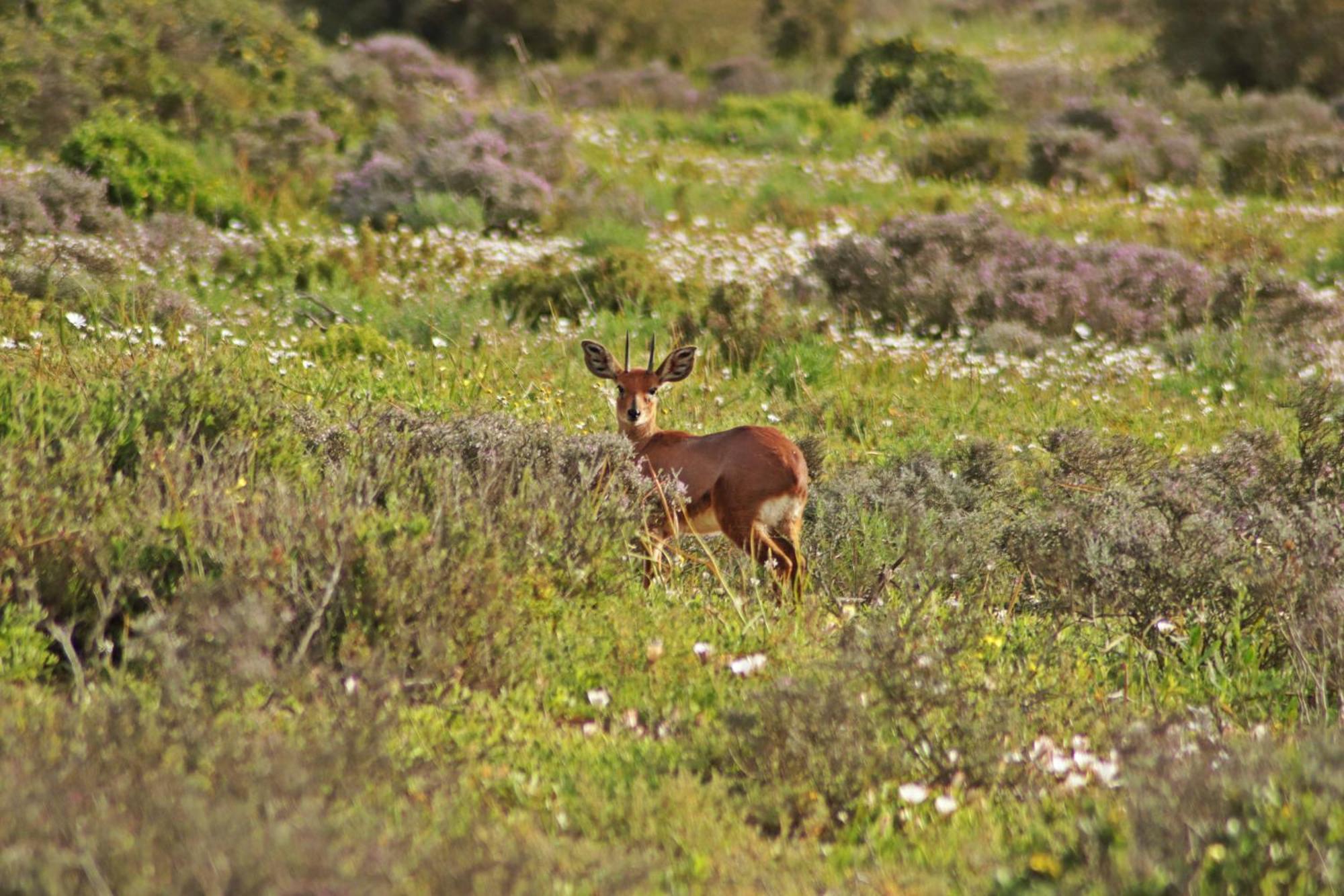 Tortoise Trail Lodge Langebaan Eksteriør billede